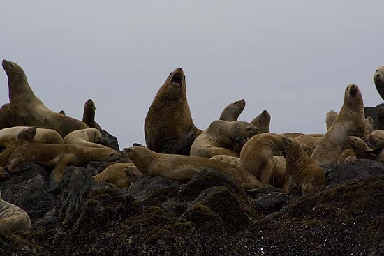 Stellar sea lions